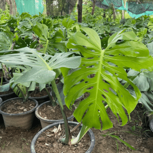 Swiss Cheese Plant (Monstera deliciosa)