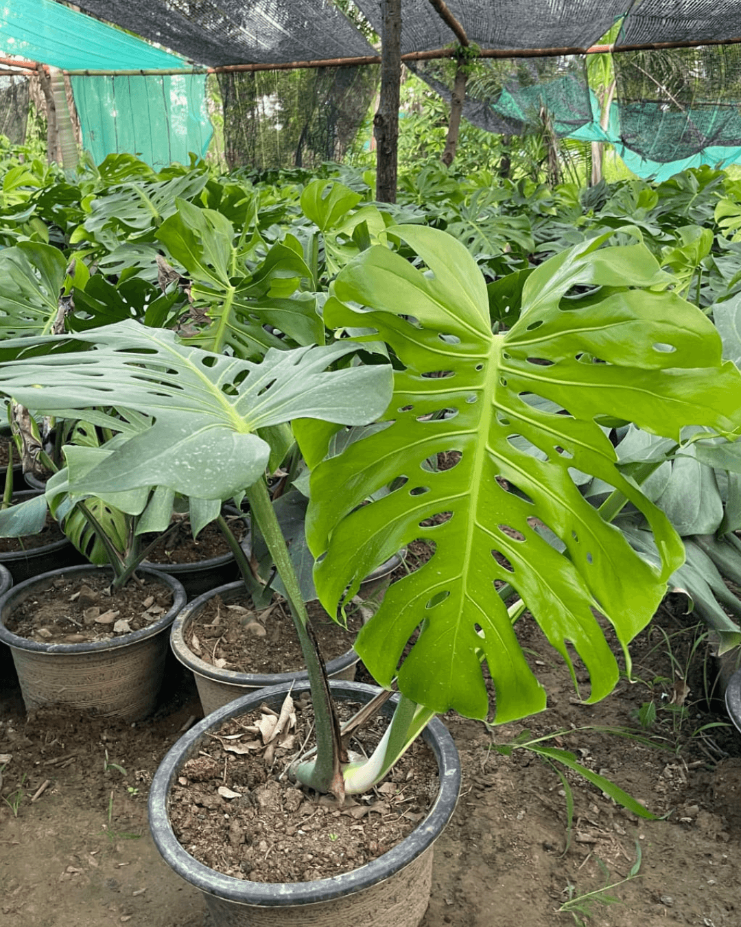 Swiss Cheese Plant (Monstera deliciosa)