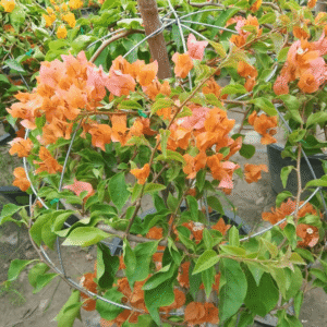 Bougainvillea Orange King (Climbing & Flowering) Plants
