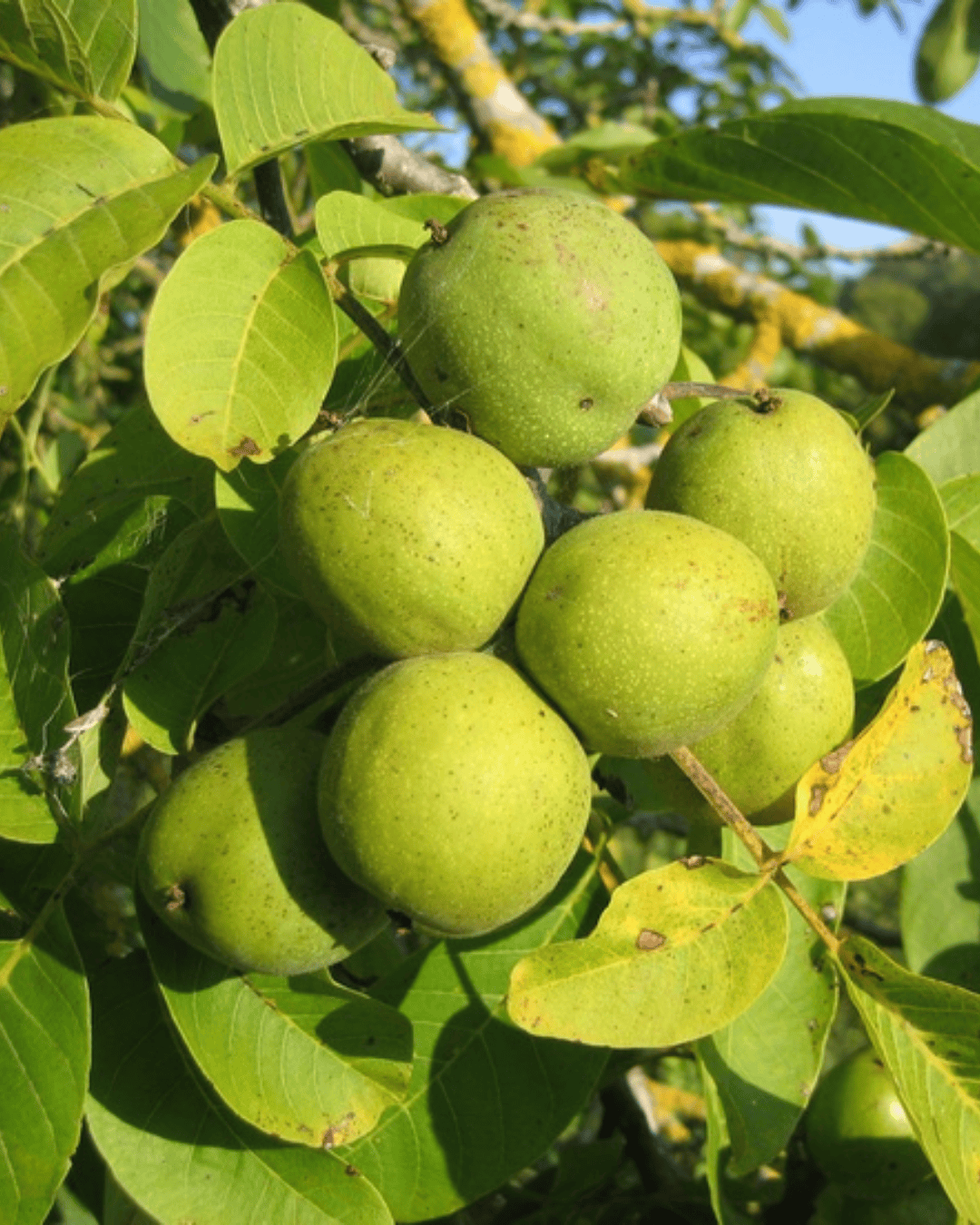 Walnut (Juglans regia) Akhrot tree