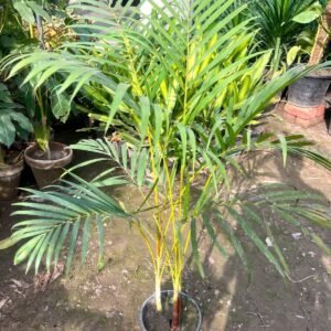 Areca Palm Tree | Pakistan's Favorite Indoor Plants