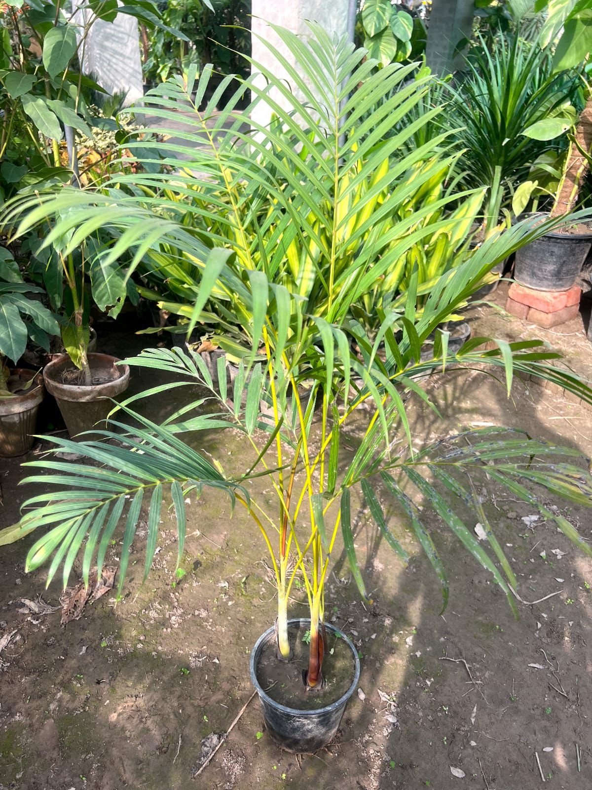 Areca Palm Tree | Pakistan's Favorite Indoor Plants