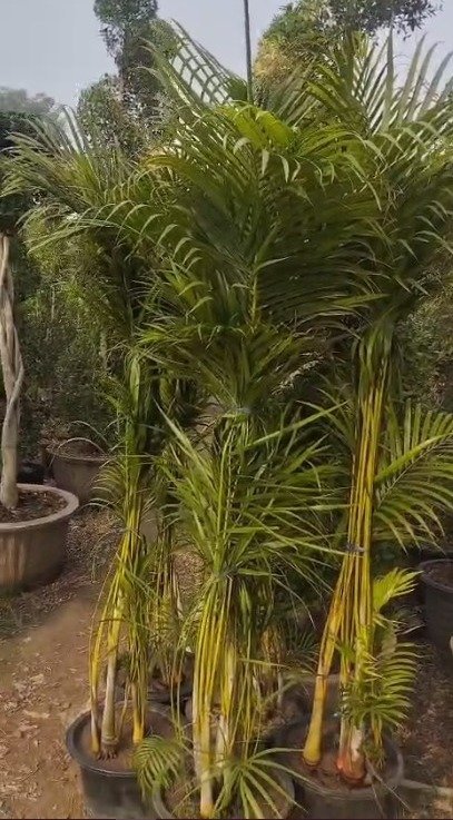 Areca Palm Tree | Pakistan's Favorite Indoor Plants - Image 2