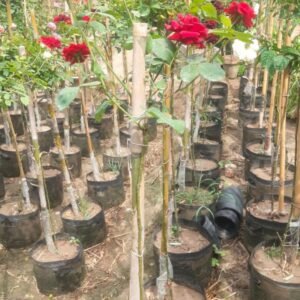 Buy Rose Plants Online in Pakistan