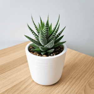 Zebra Haworthia (Haworthia fasciata / attenuata)