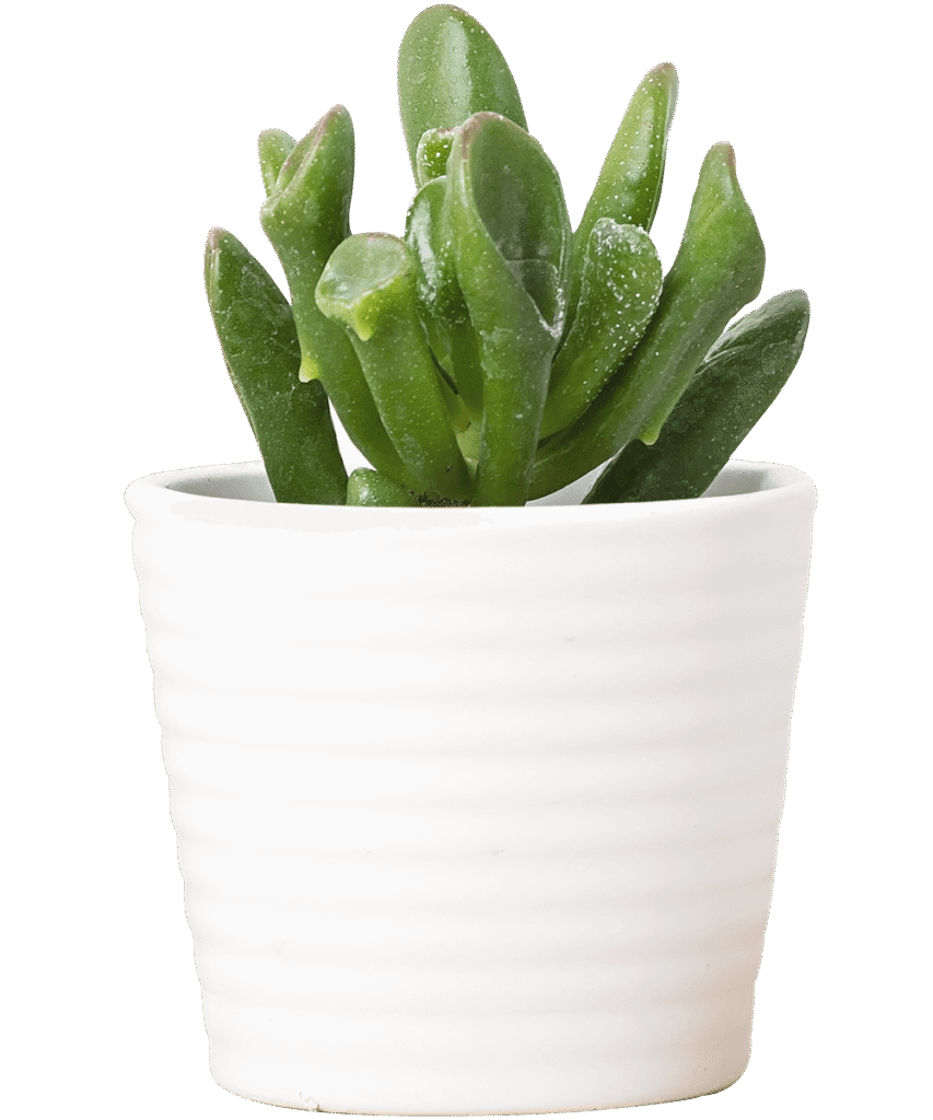 Buy Plant Online in Pakistan