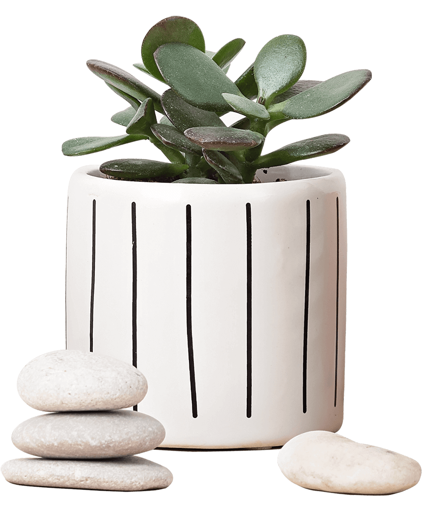 Buy Plant Online in Pakistan