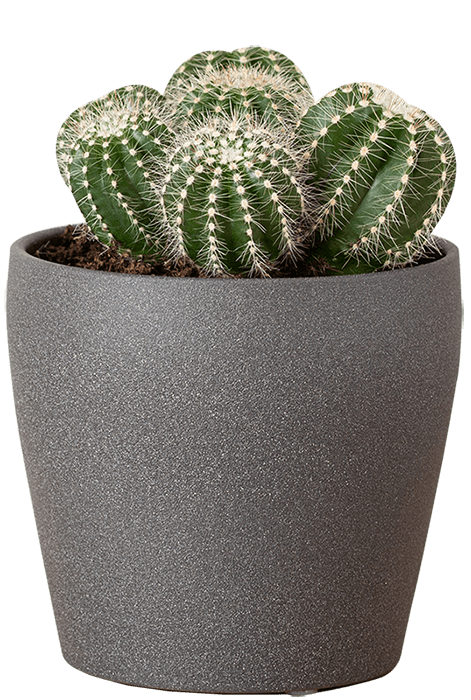 Buy Plants Online in Pakistan