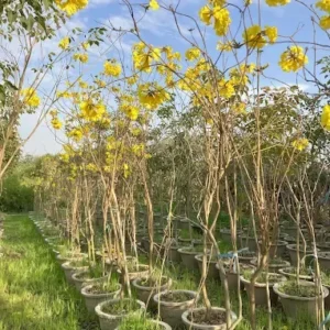 Yellow Trumpet (Handroanthus ochraceus) Tree
