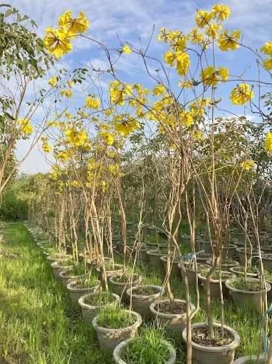 Yellow Trumpet (Handroanthus ochraceus) Tree