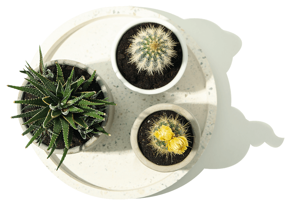 Buy Plant Online in Pakistan