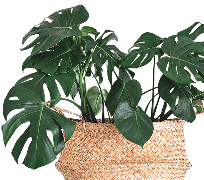 Buy Plants Online in Pakistan