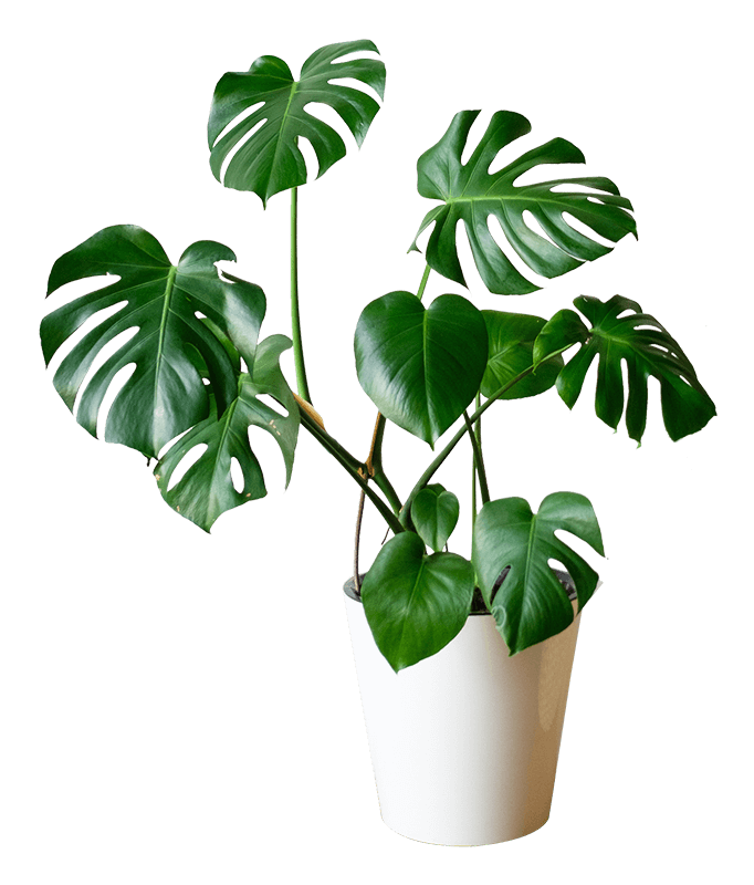 MoneyPlant in Pakistan