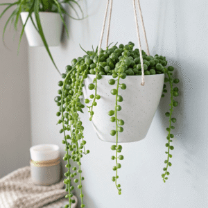 String of Pearls (Senecio rowleyanus)