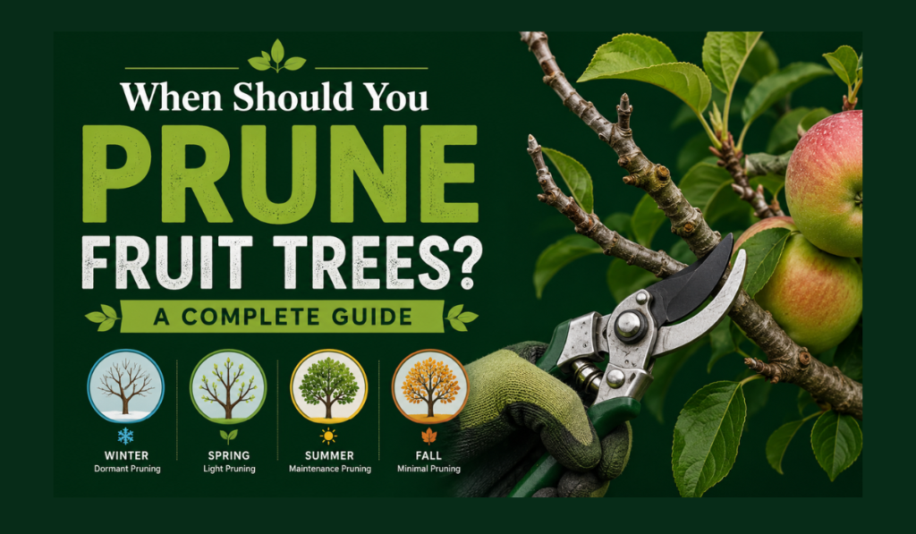 When Should You Prune Fruit Trees? A Complete Guide