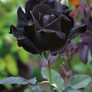 Black Rose Plants in Pakistan