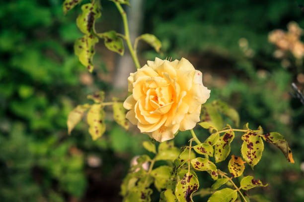 Black Spots on Leaves: Causes and Treatments