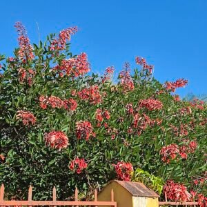 CRISTA Cali (گل نشتَر) Erythrina crista-galli