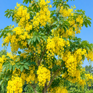 Cassia Glauca (چھوٹا املتاس)