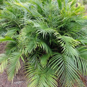 Cat Palm (بلی پام)