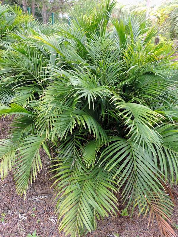 Cat Palm (بلی پام)