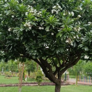 Champa Plant (Plumeria)