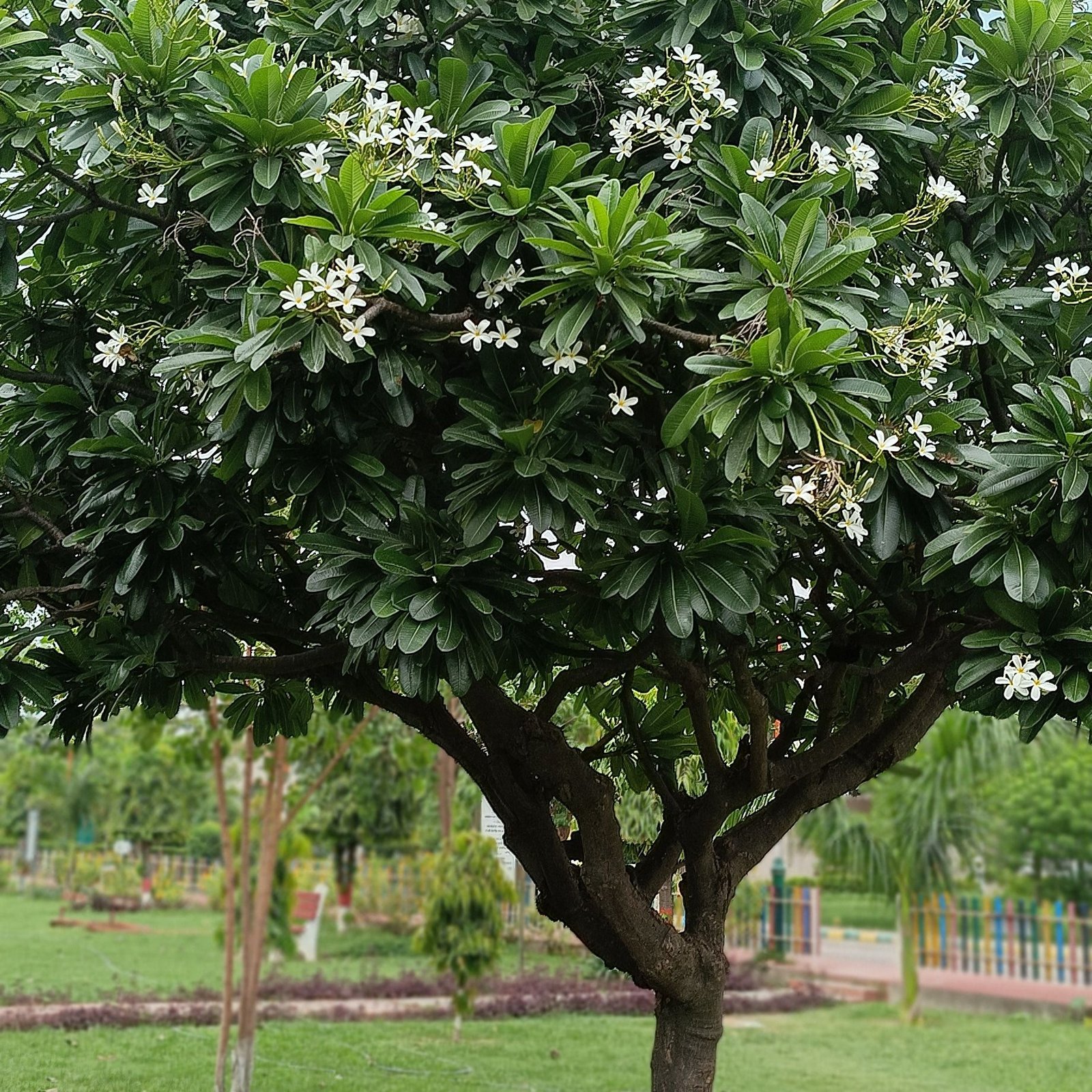 Champa Plant (Plumeria)