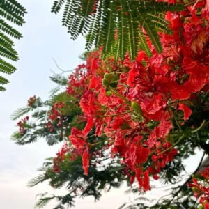 GulMohar Shower Tree