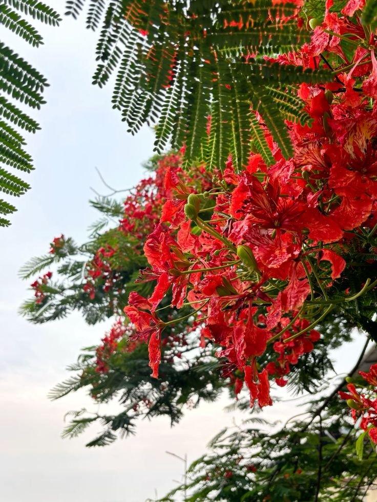 GulMohar Shower Tree
