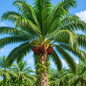 Malaysian Palm / ملایشین پام