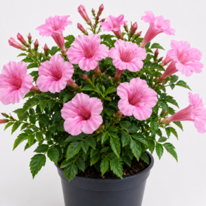 Pink Tabubia flower plant