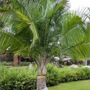 Raveenia Palm, مجسٹی پام