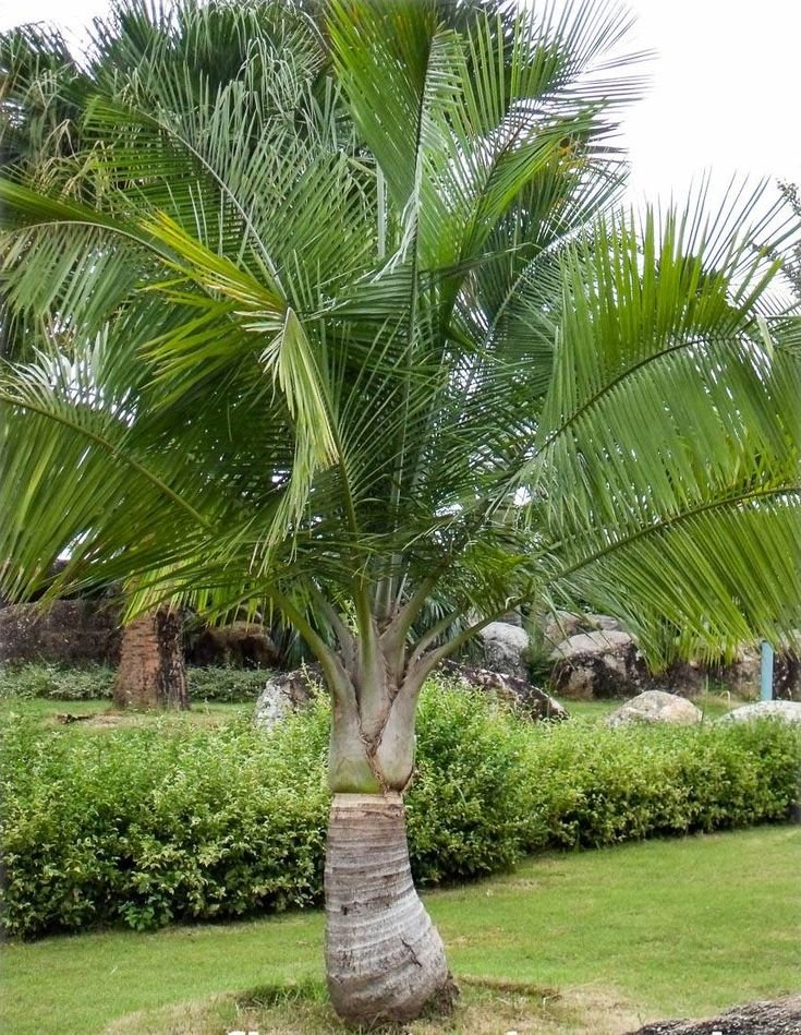 Raveenia Palm, مجسٹی پام