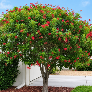 Red Jatropha (جٹروفا) Jatropha integerrima Tree