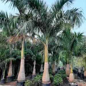 Table Palm (ٹیبل پام)