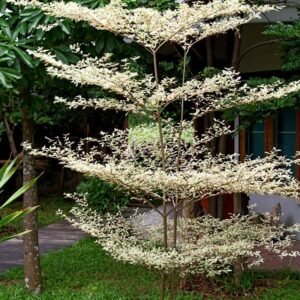 Terminalia arjuna ( ارجن )
