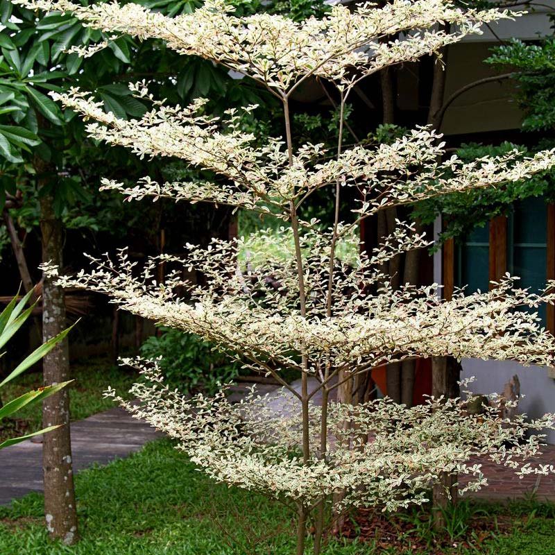 Terminalia arjuna ( ارجن )