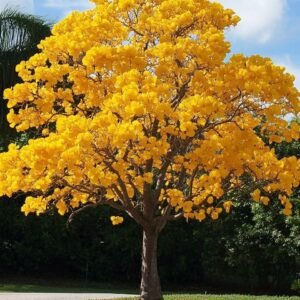 Yellow Tabebuia پیلا تبوبیا Tree