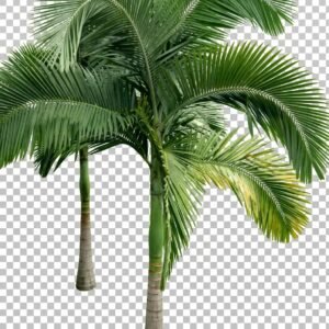 Australian Palm آسٹریلین پام