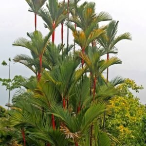 Red Palm (سرخ پام / لپ اسٹک پام) Cyrtostachys renda