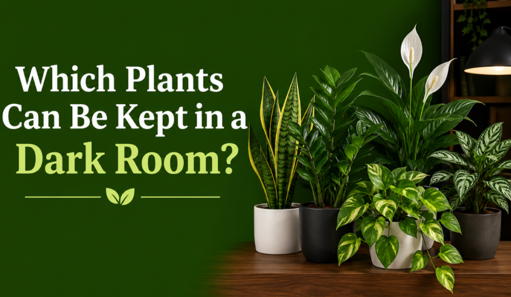Which Plants Can Be Kept in a Dark Room?